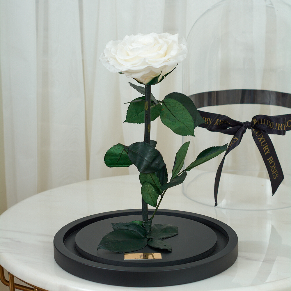 LONG LASTING ROSE - JUMBO WHITE