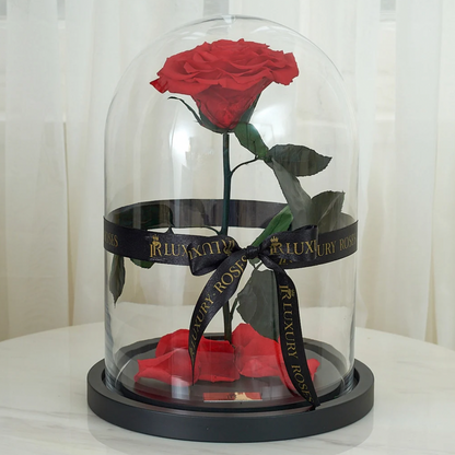 LONG LASTING RED ROSE - JUMBO