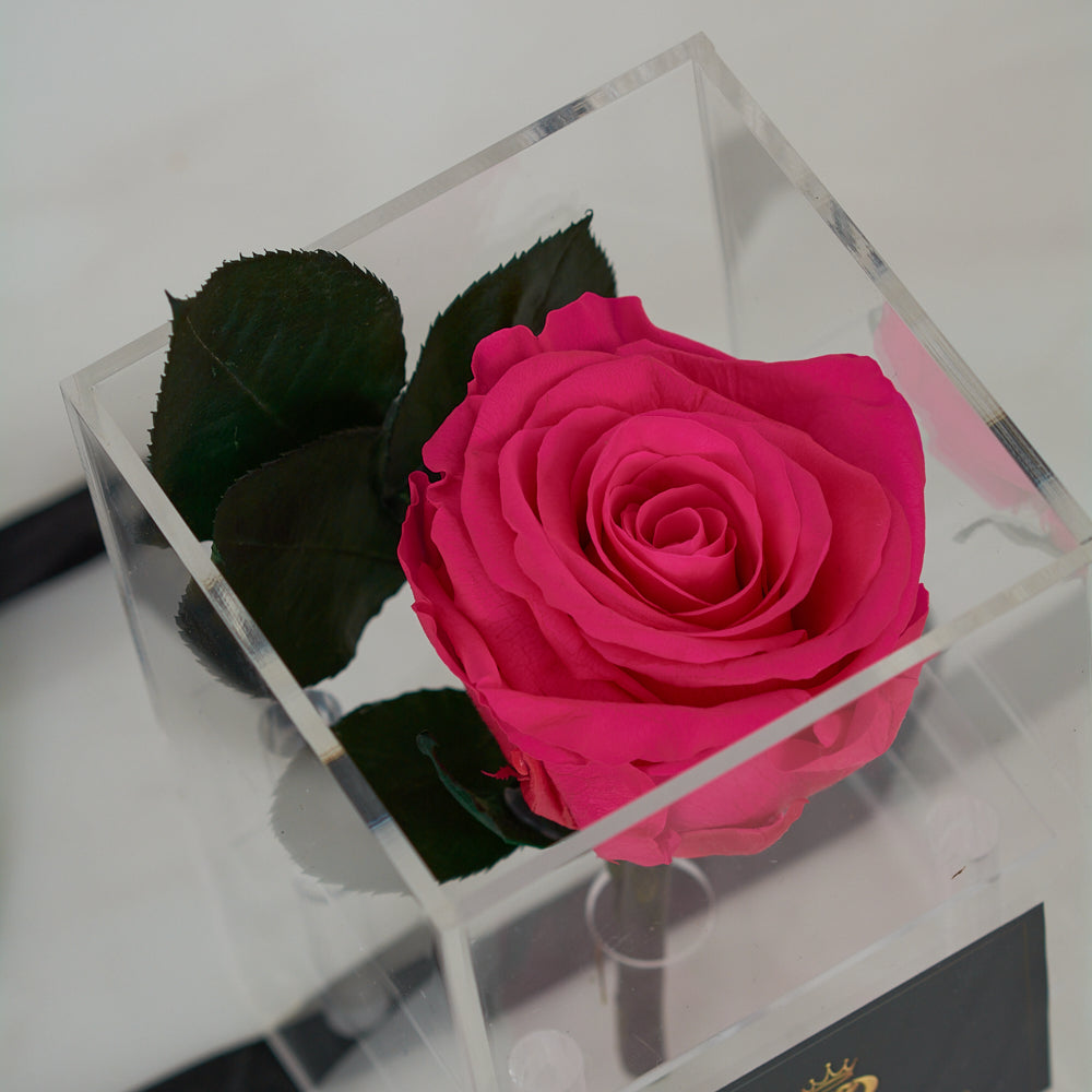 LONG LASTING DARK PINK ROSE - ACRYLIC BOX