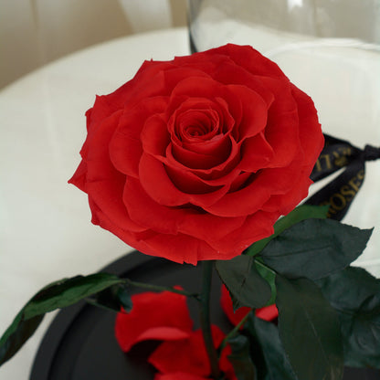 LONG LASTING RED ROSE - JUMBO