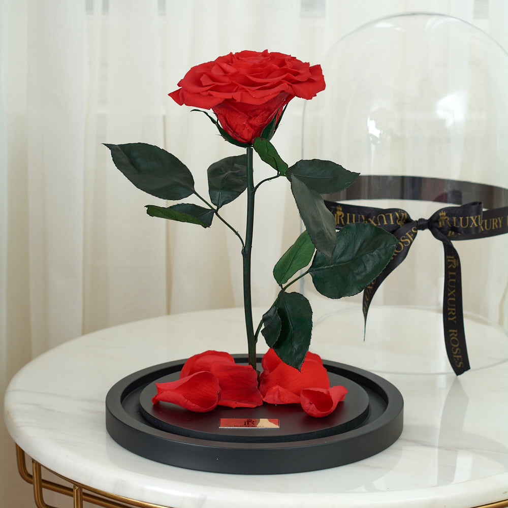 LONG LASTING RED ROSE - JUMBO