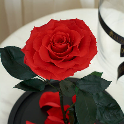 LONG LASTING RED ROSE - JUMBO