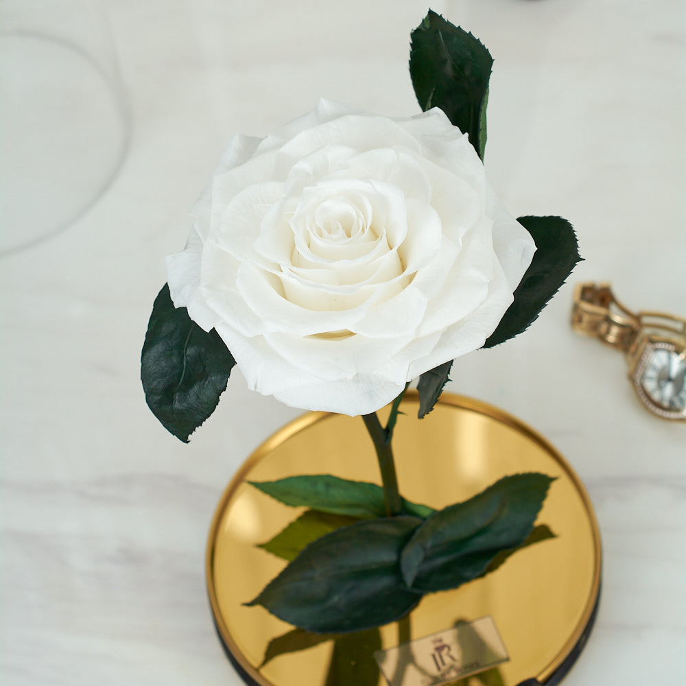 LONG LASTING ROSE - LARGE WHITE