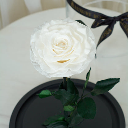 LONG LASTING ROSE - JUMBO WHITE