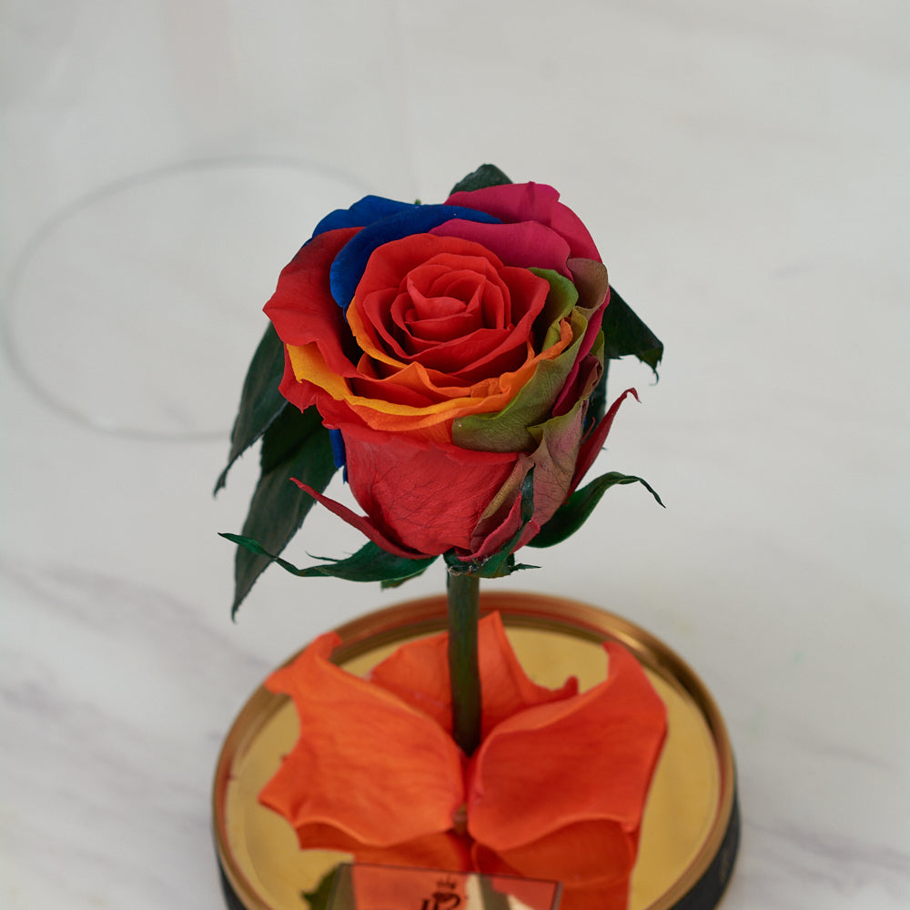 LONG LASTING ROSE - SMALL RAINBOW