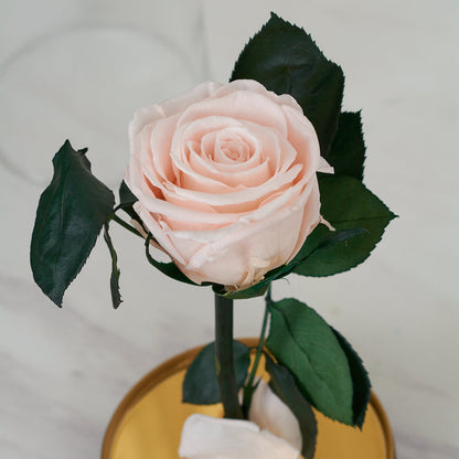 LONG LASTING ROSE - SMALL LIGHT PINK