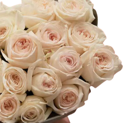 FRESH WHITE GARDEN ROSE