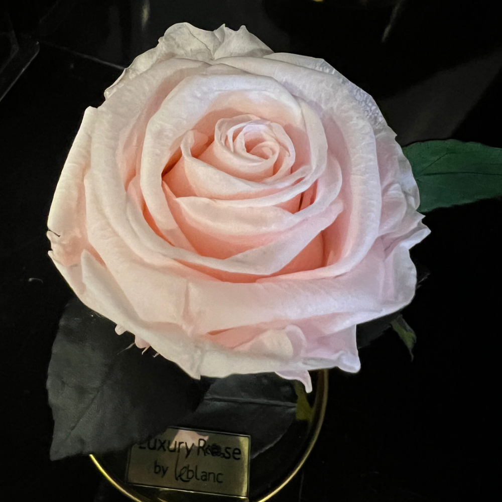 LONG LASTING ROSE - SMALL LIGHT PINK