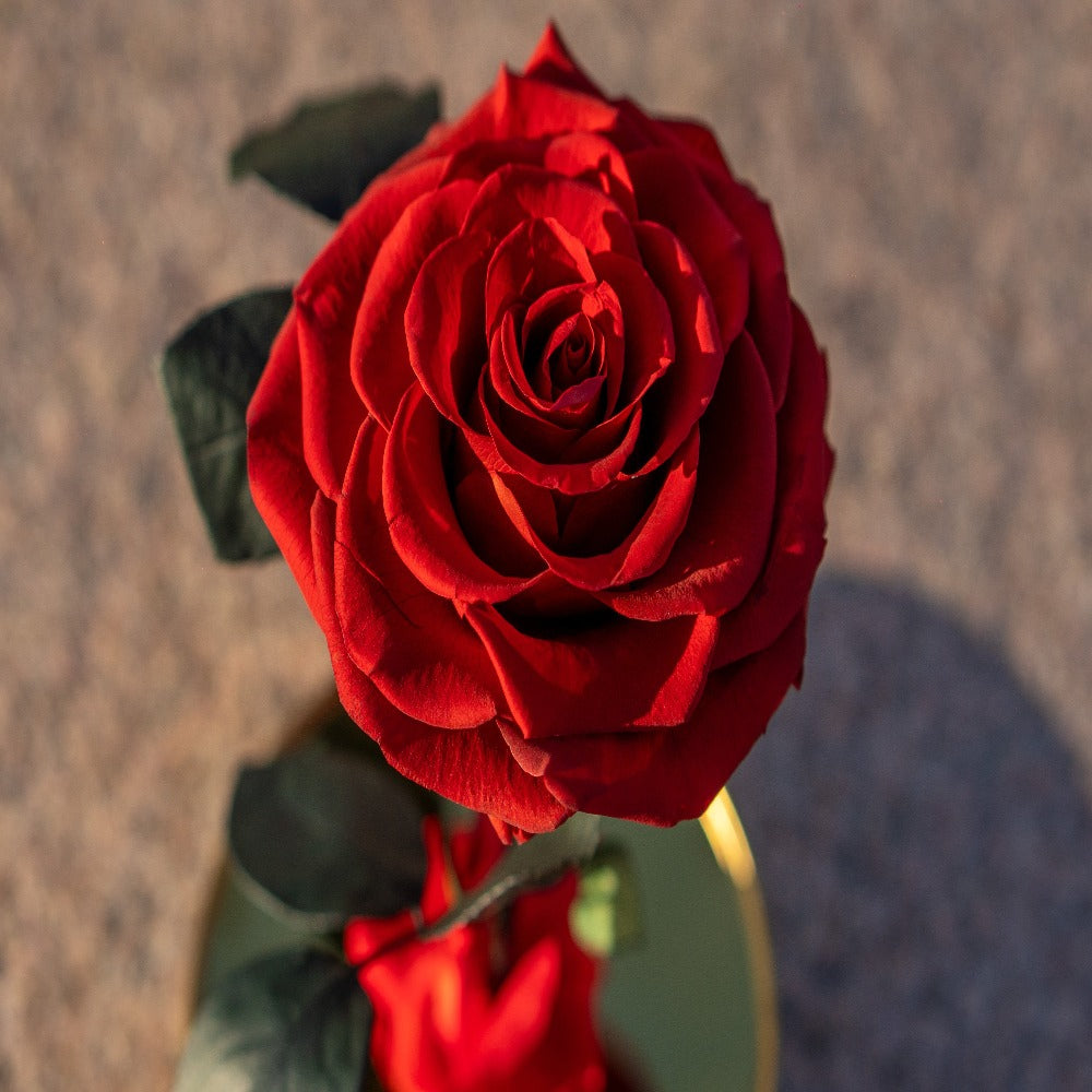 LONG LASTING ROSE - LARGE RED